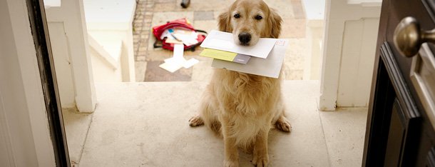 Flirten hund