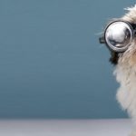 Interesse beim Flirtpartner wecken: Hund mit Brille